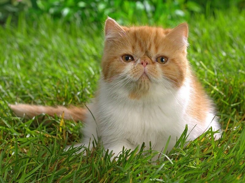 fluffy cat on green grass