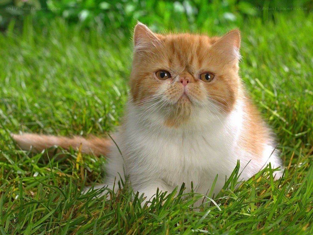 fluffy cat on green grass