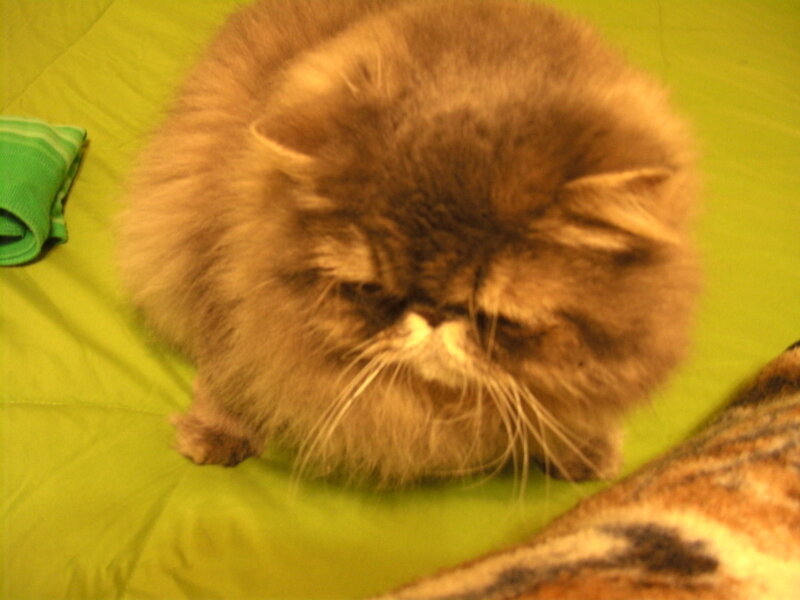 fluffy cat on green surface