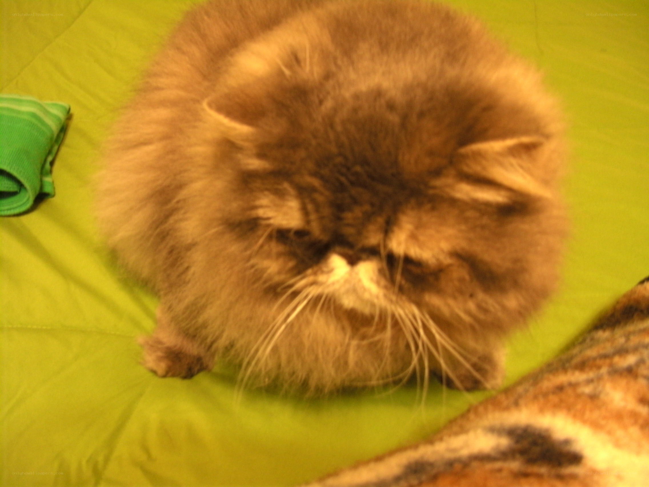 fluffy cat on green surface