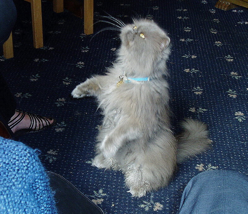 fluffy cat on hind legs