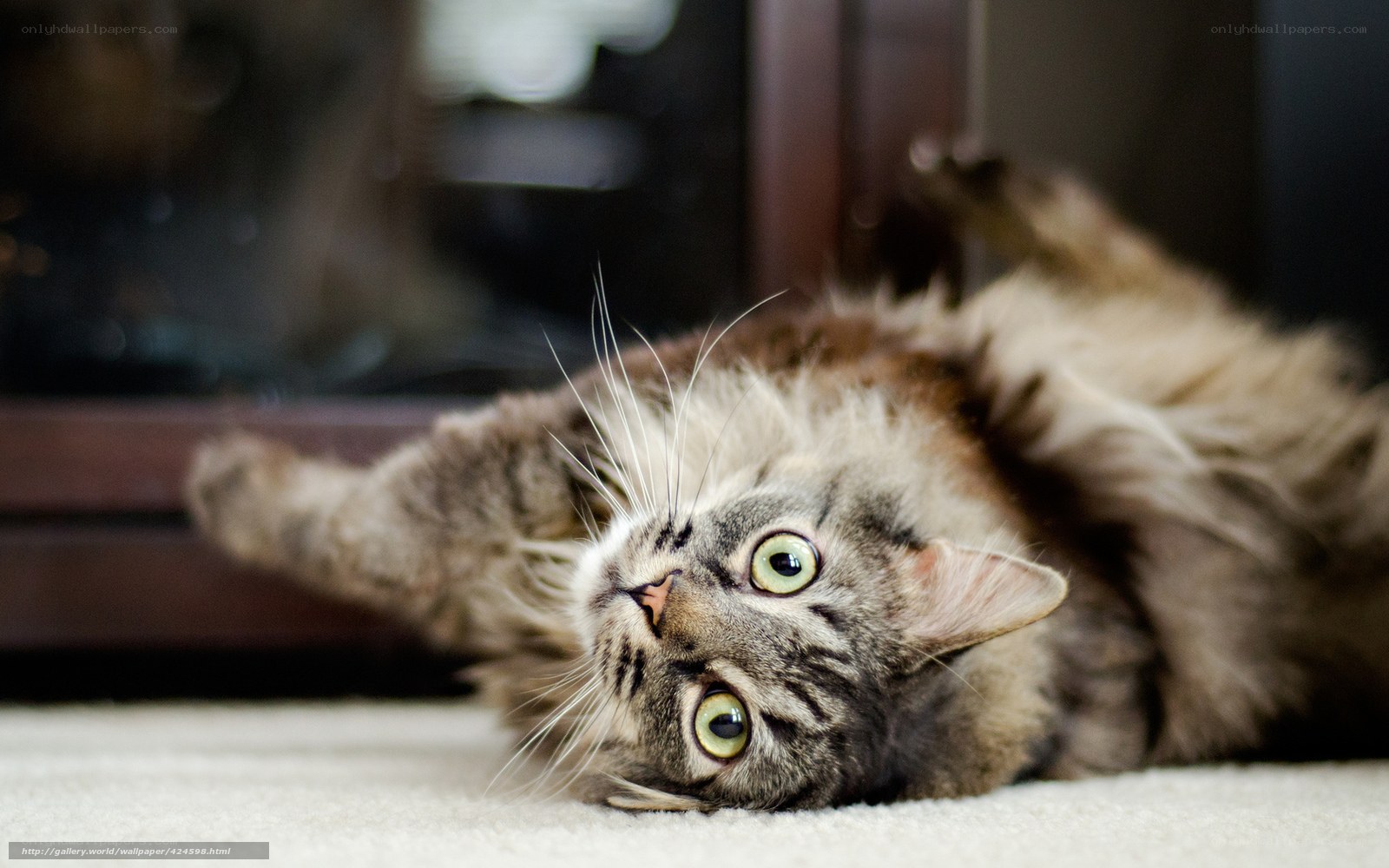 fluffy cat on its back
