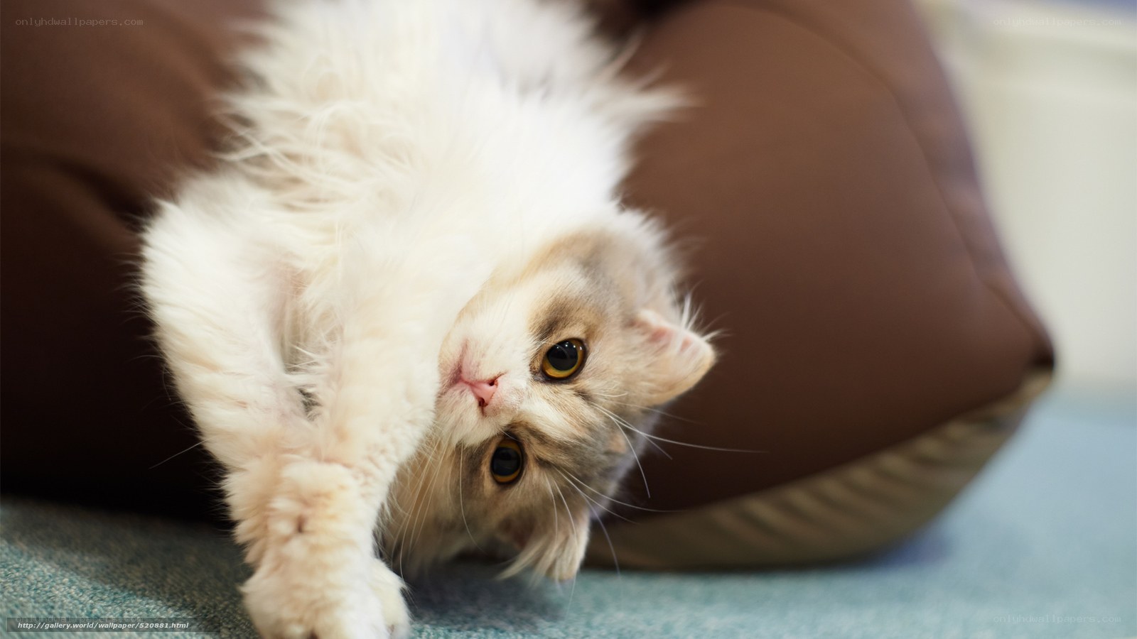 fluffy cat on its back