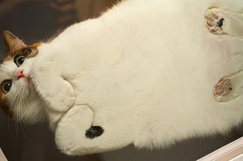 fluffy cat on its back
