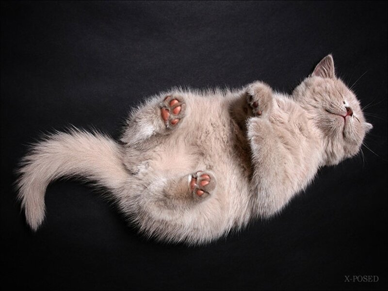 fluffy cat on its back