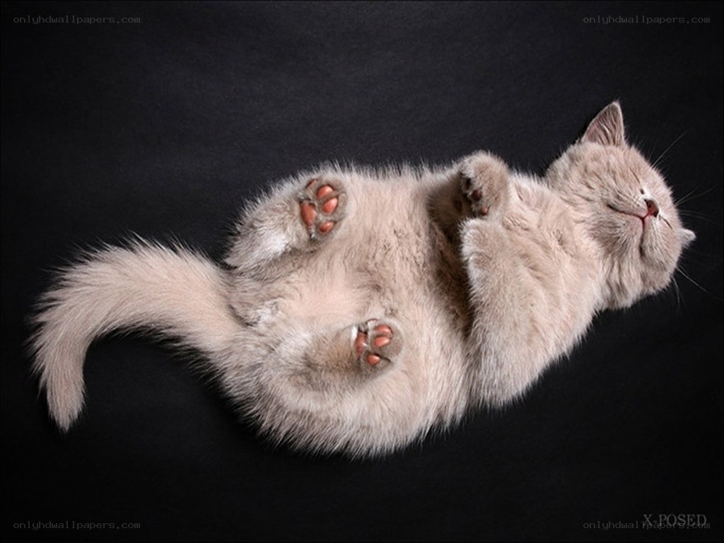 fluffy cat on its back