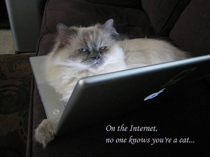 Fluffy Cat on Laptop — Brown
