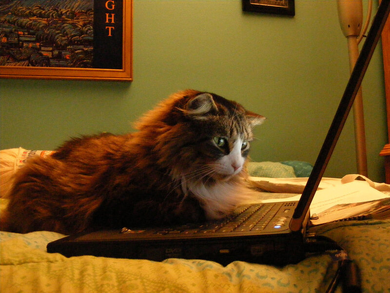 Fluffy Cat on Laptop — Green