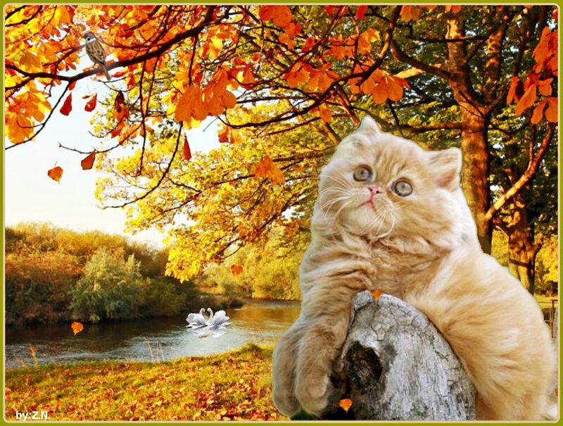 Fluffy Cat on Log