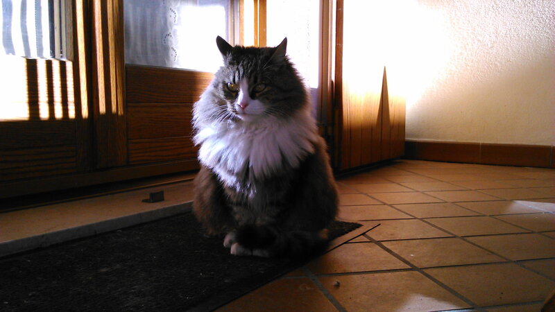 Fluffy Cat on Mat
