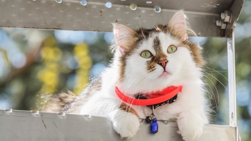 Fluffy Cat on Metal Structure