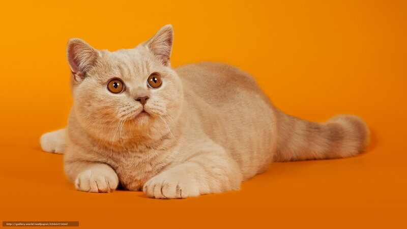 fluffy cat on orange background