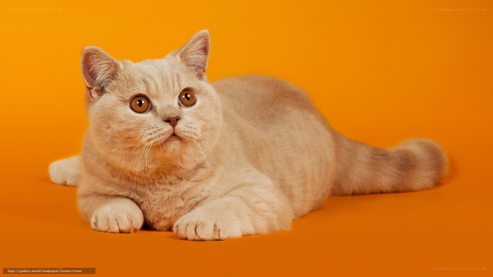 fluffy cat on orange background