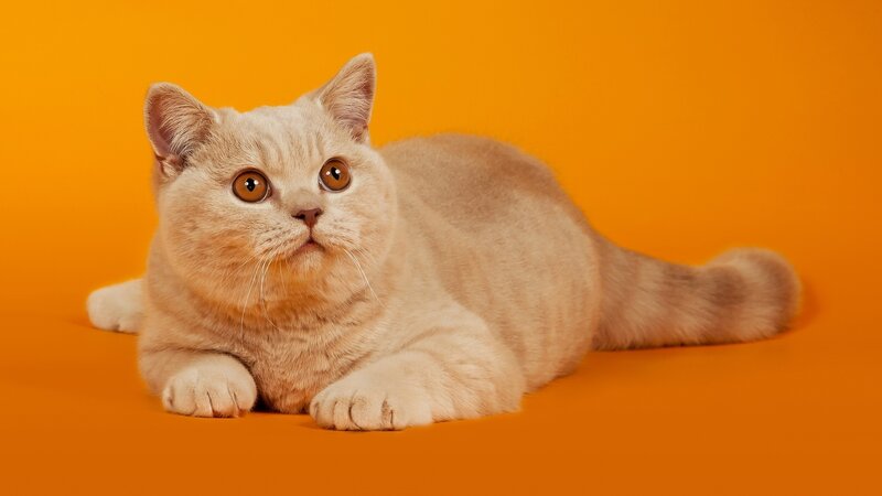 fluffy cat on orange