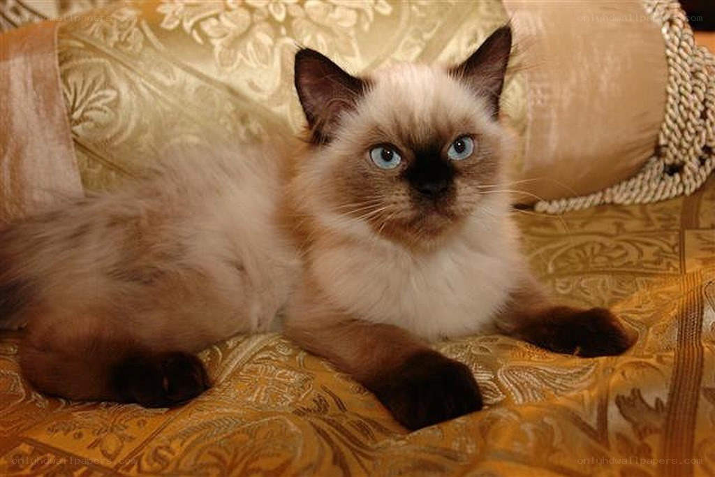 fluffy cat on ornate couch