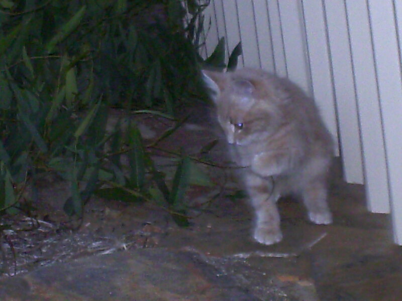 Fluffy Cat on Patio