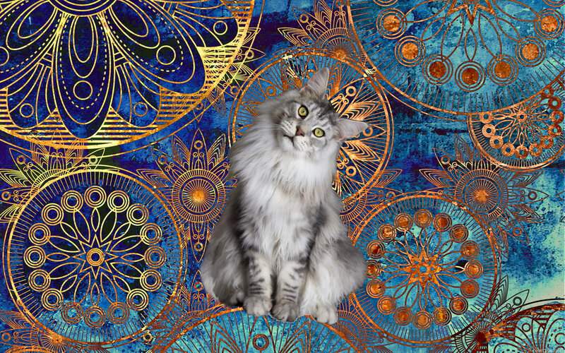 Fluffy Cat on Patterned Background