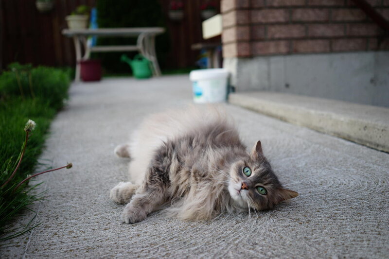 Fluffy Cat on Pavement — Gray
