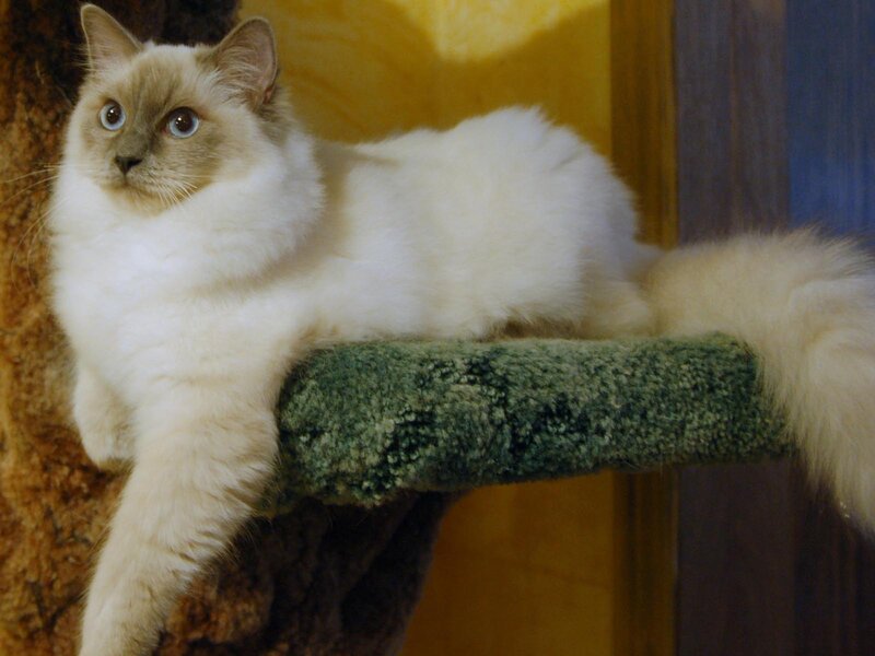 Fluffy Cat on Perch