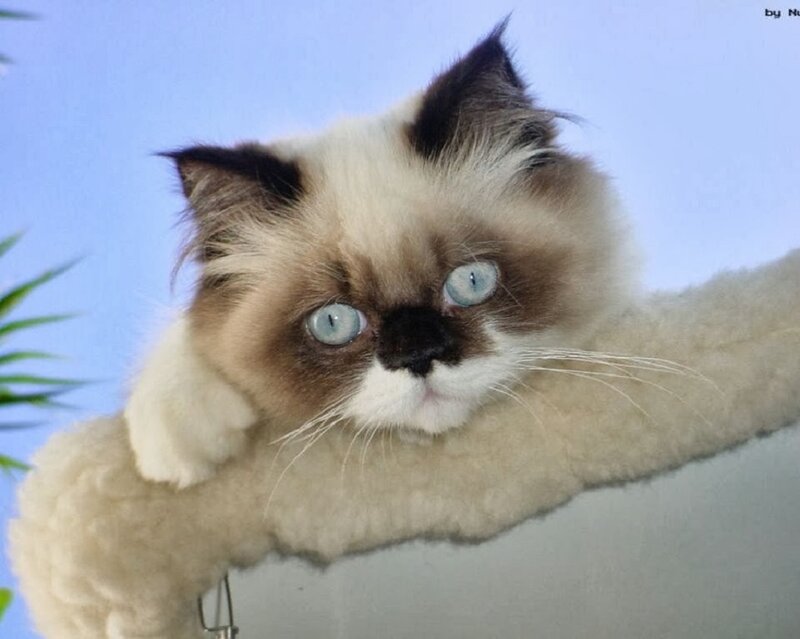 Fluffy Cat on Perch — White