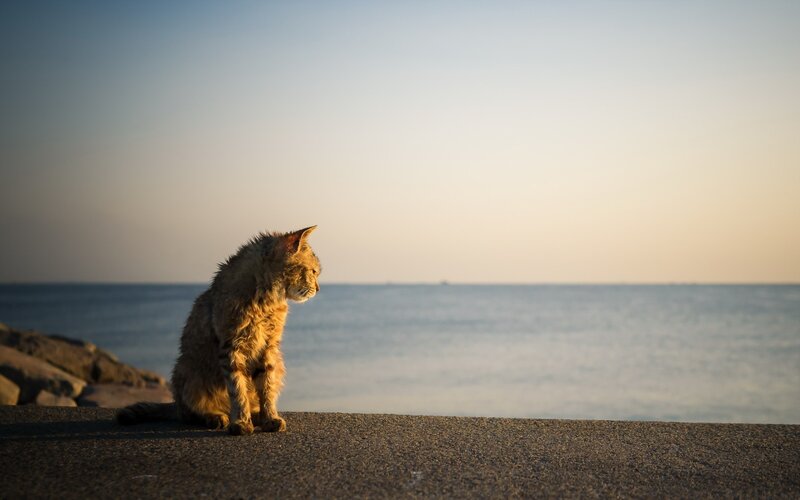 Fluffy Cat on Pier