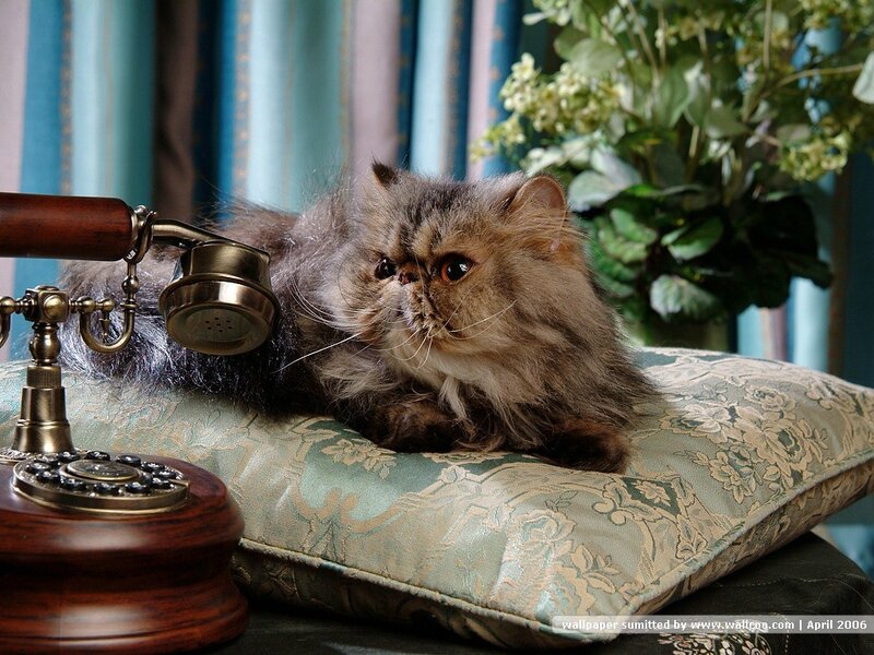 Fluffy Cat on Pillow — Brown