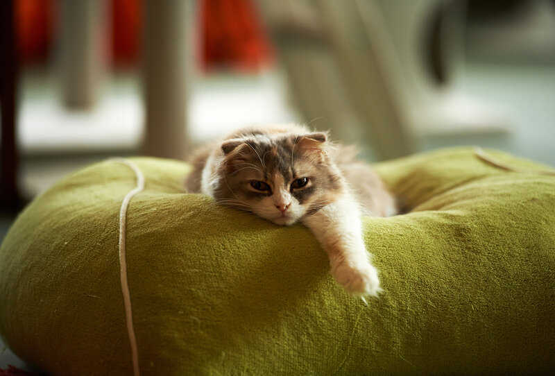 Fluffy Cat on Pillow — Green