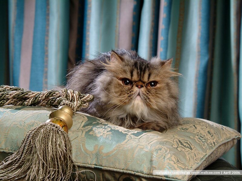 Fluffy Cat on Pillow