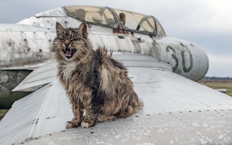 Fluffy Cat on Plane