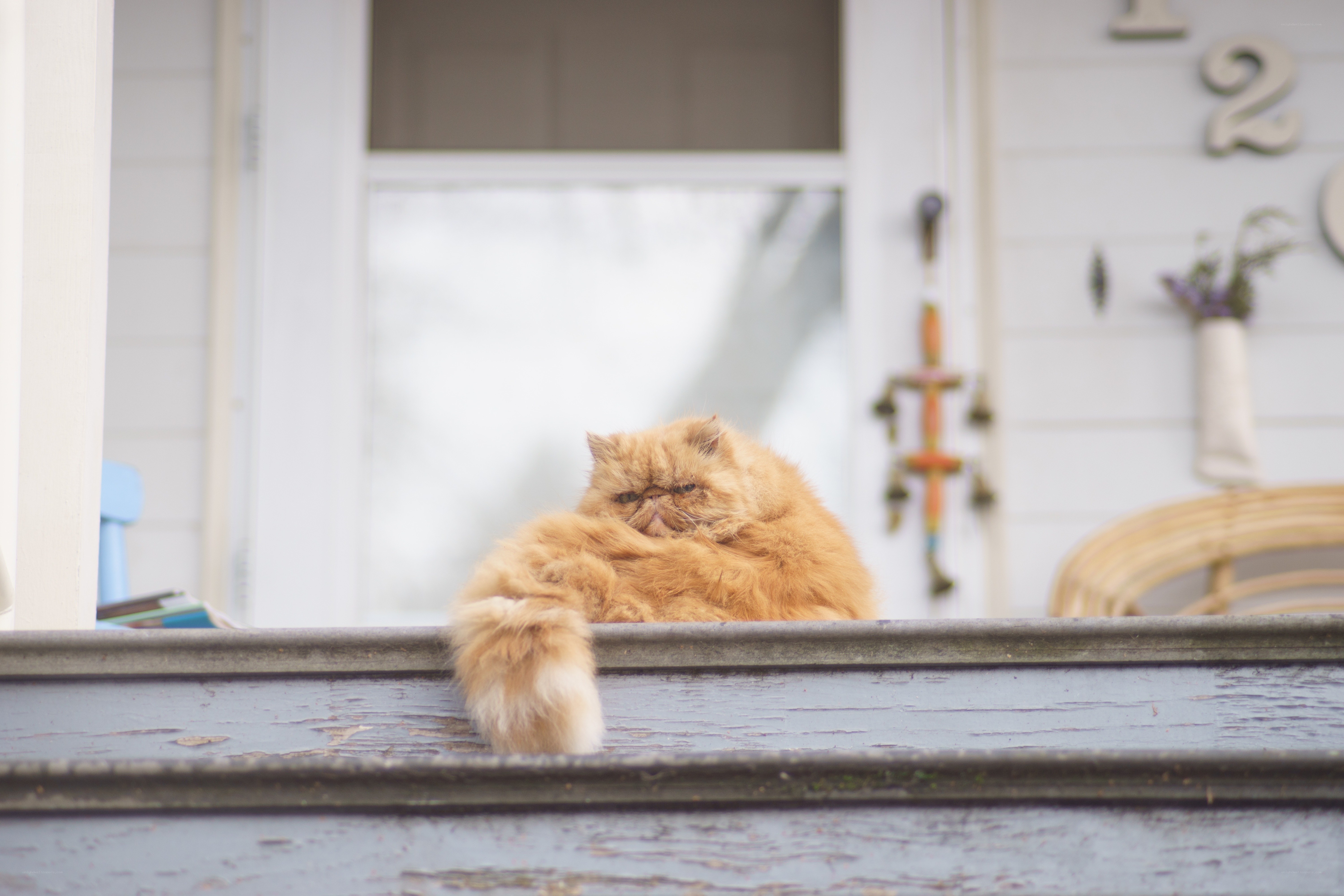Fluffy cat on porch step