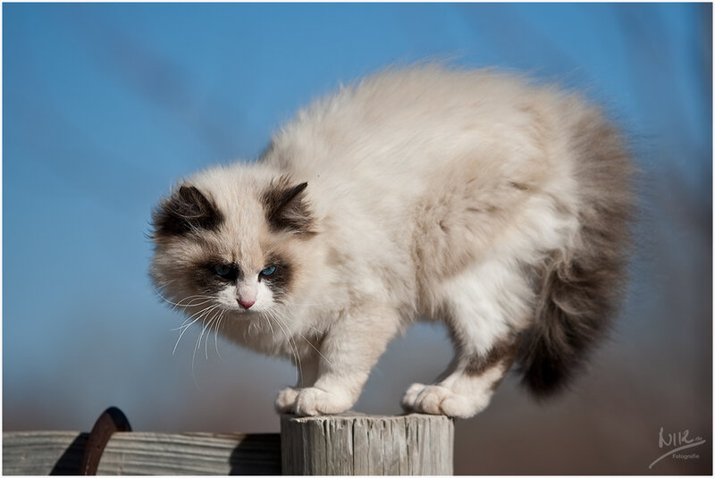 Fluffy Cat on Post