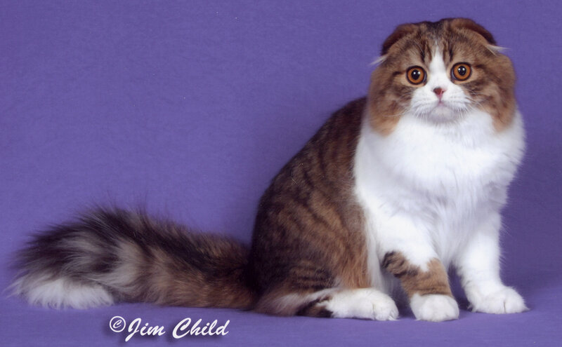 fluffy cat on purple background