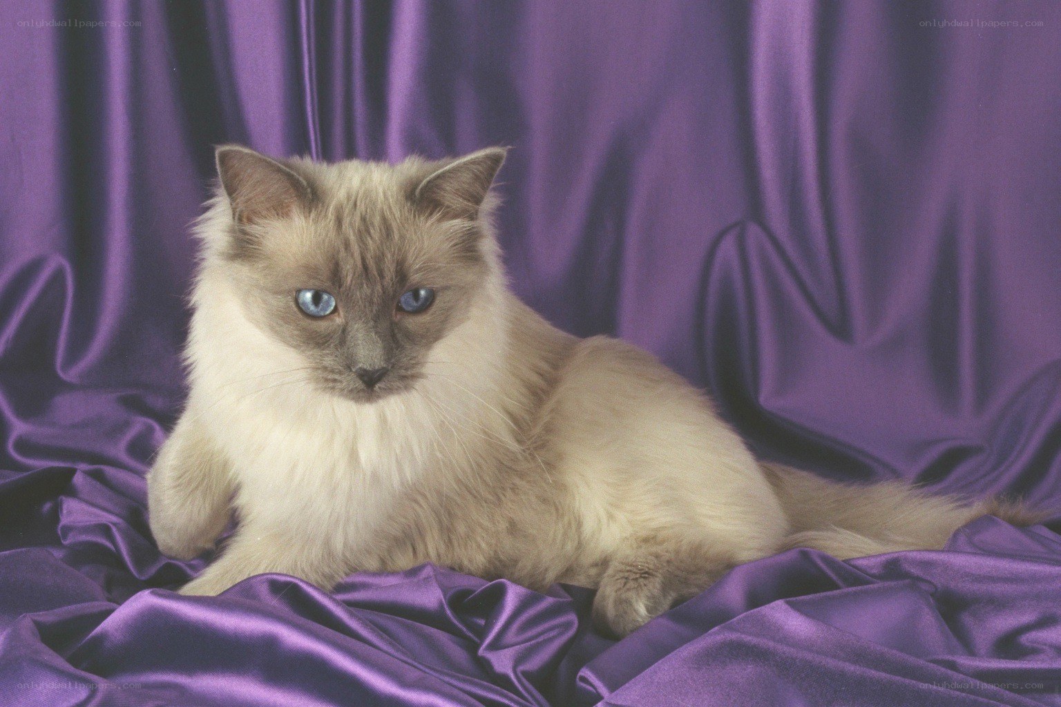 fluffy cat on purple fabric