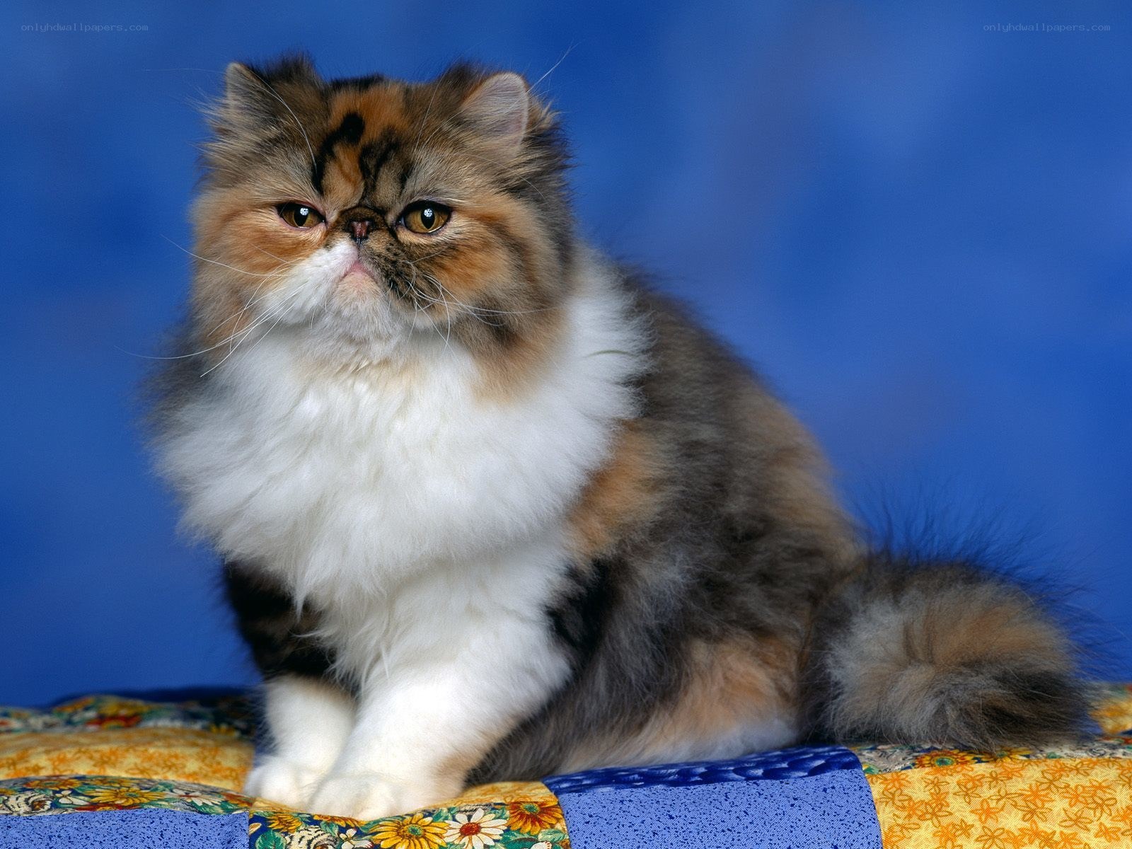 fluffy cat on quilt
