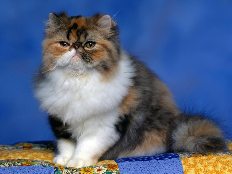 Fluffy Cat on Quilt — Blue