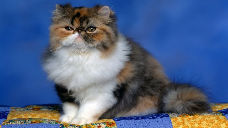 fluffy cat on quilt