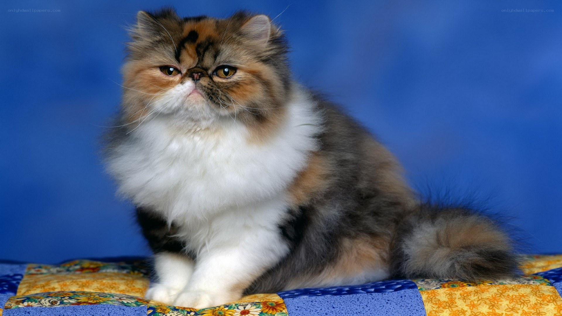 fluffy cat on quilt