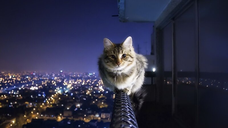 Fluffy Cat on Railing — Blue