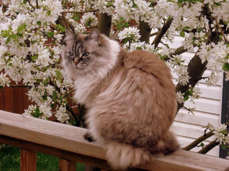 Fluffy Cat on Railing — Brown