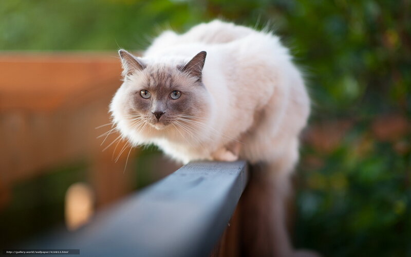 Fluffy Cat on Railing — White, Calm