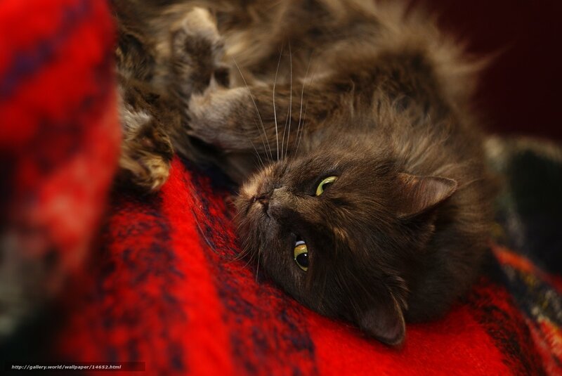 fluffy cat on red blanket