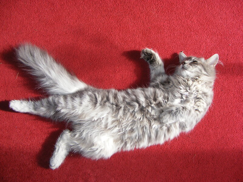 fluffy cat on red carpet