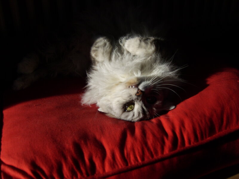 fluffy cat on red cushion