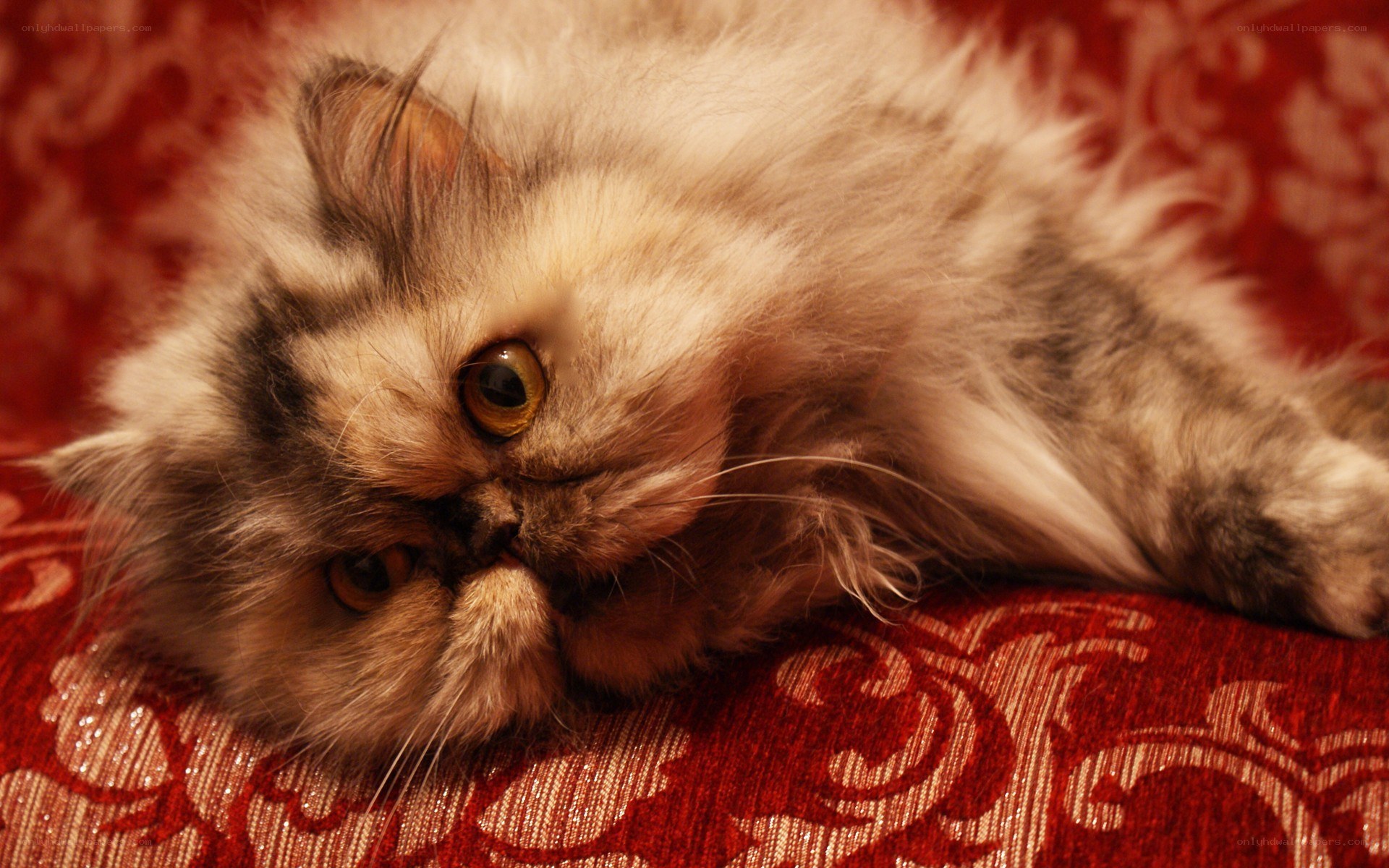fluffy cat on red fabric