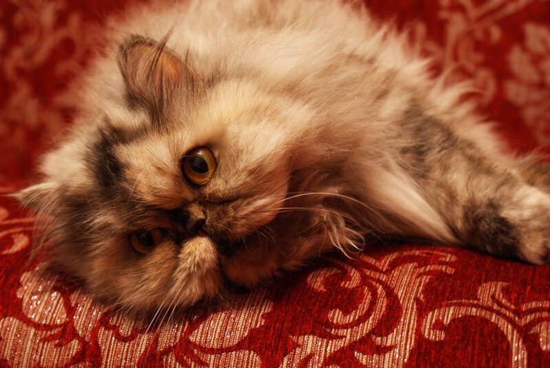 fluffy cat on red fabric