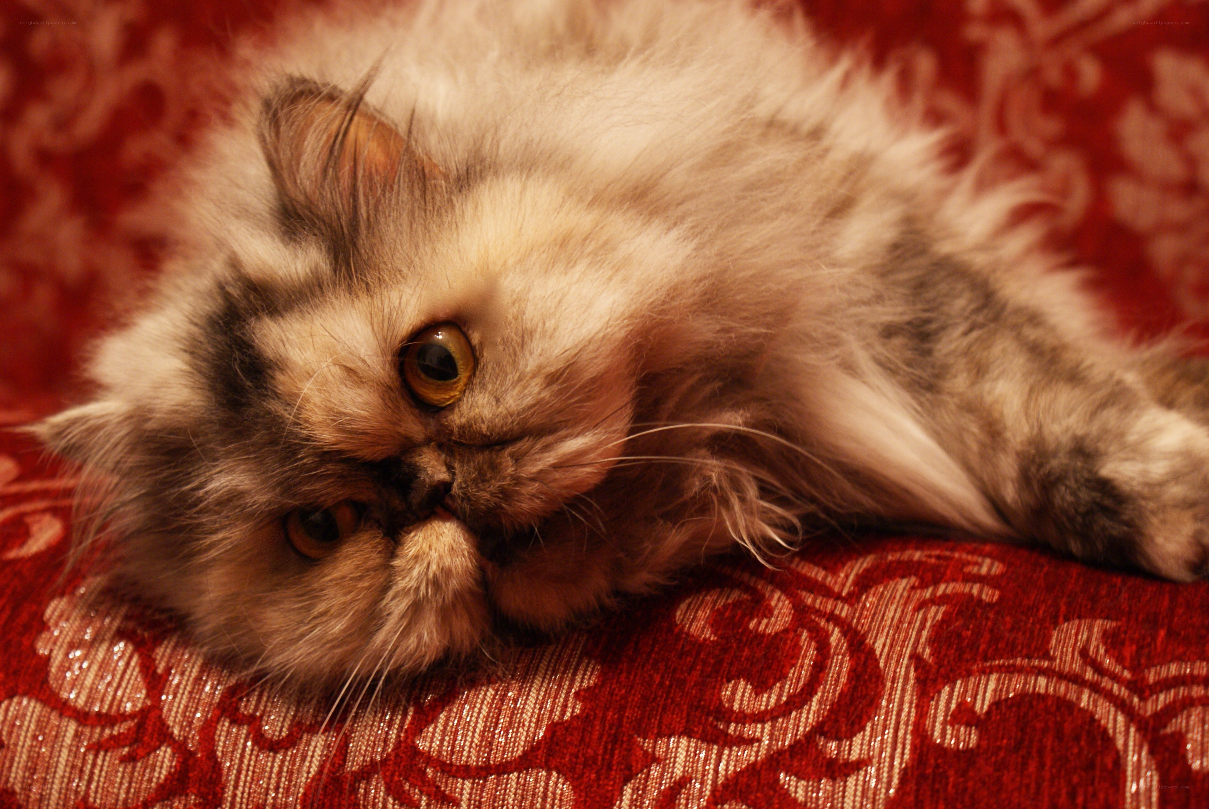 fluffy cat on red fabric
