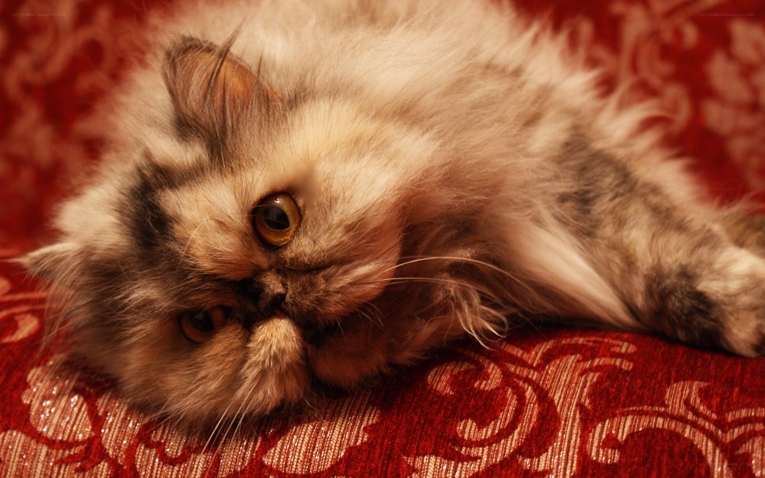 fluffy cat on red fabric