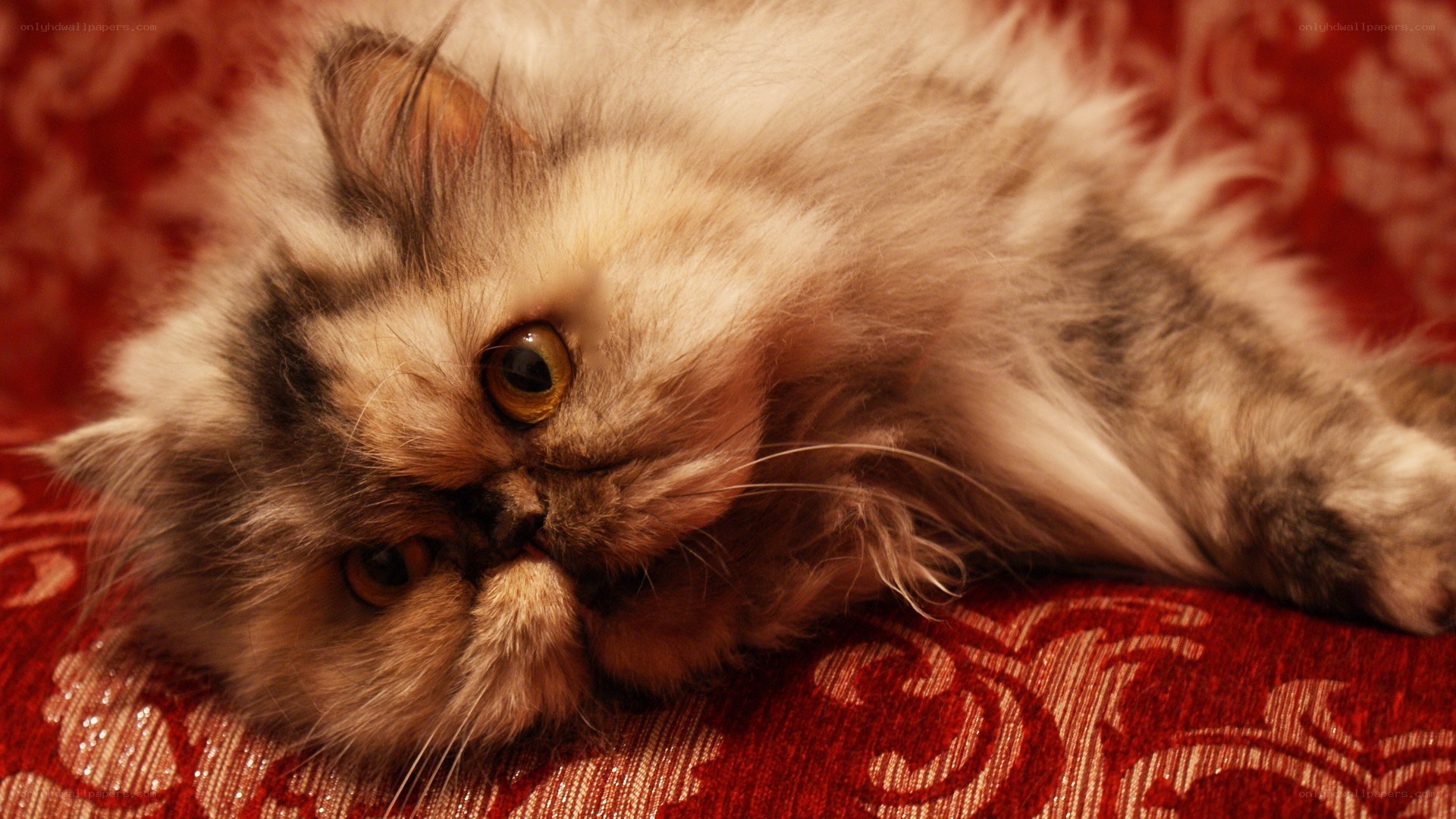 fluffy cat on red fabric