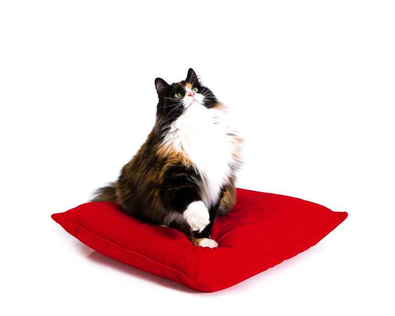 fluffy cat on red pillow