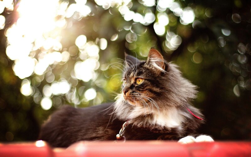 Fluffy Cat on Red Surface